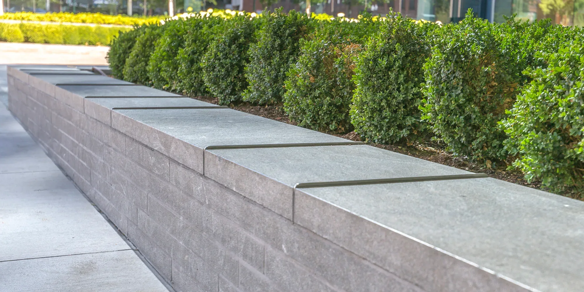 Close-up of a low rendered retaining wall with sandstone-look capping stones and clipped hedge planting
